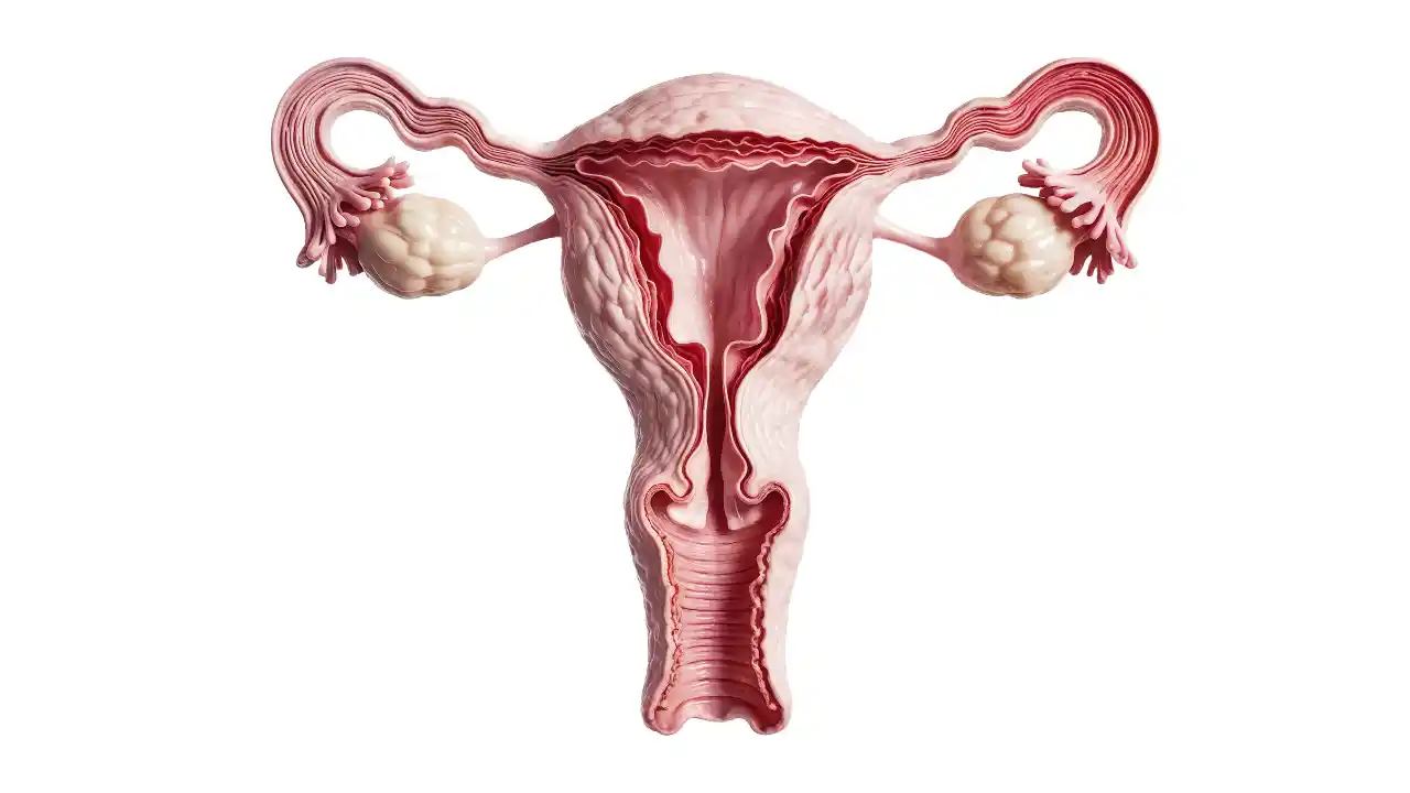 <p class="ql-align-right" dir="rtl">امراضِ رحم، بند فیلوپین ٹیوبز اور معاون حمل کا مجرب ہربل علاج</p><p>Proven Herbal Treatment for Uterine Disorders, Blocked Fallopian Tubes & Fertility Support | TheBaseHerbs.com</p><p><br></p>